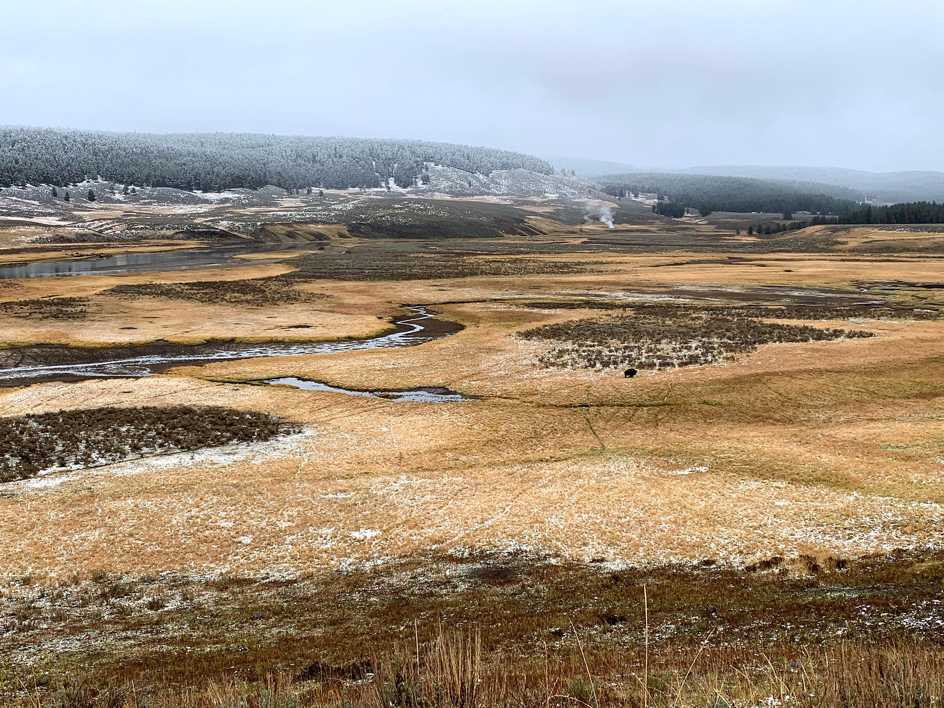 hayden valley