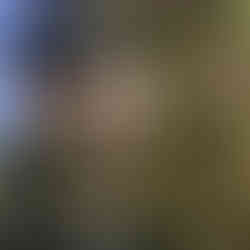 canada jay bird flying towards my face