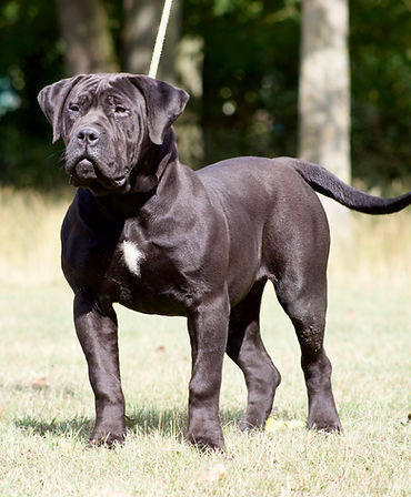 Noxterra Loud and Proud