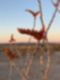 Ocotillo 2.jpg