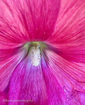 Hollyhock detail.jpeg
