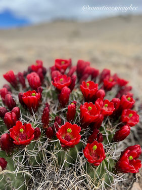 cactus cluster.jpeg