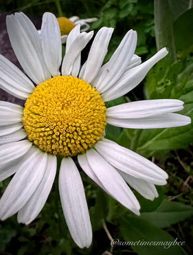 daisy.jpeg