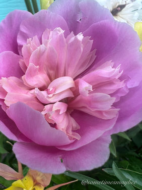 peony pink.jpeg