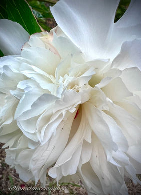 peony 2.jpeg