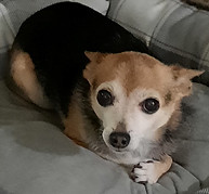 rosie.jpg