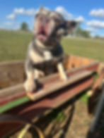 French bulldog for sale