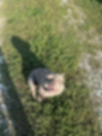 French Bulldog For sale