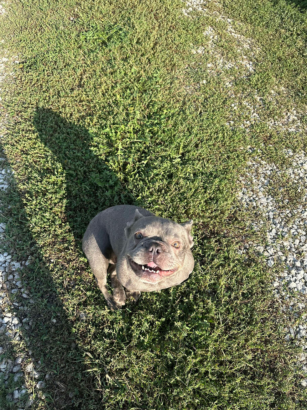 French Bulldog For sale