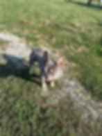 French bulldog for sale