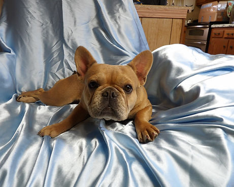 French bulldog for sale Honey (14).JPG