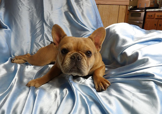 French bulldog for sale Honey (14).JPG