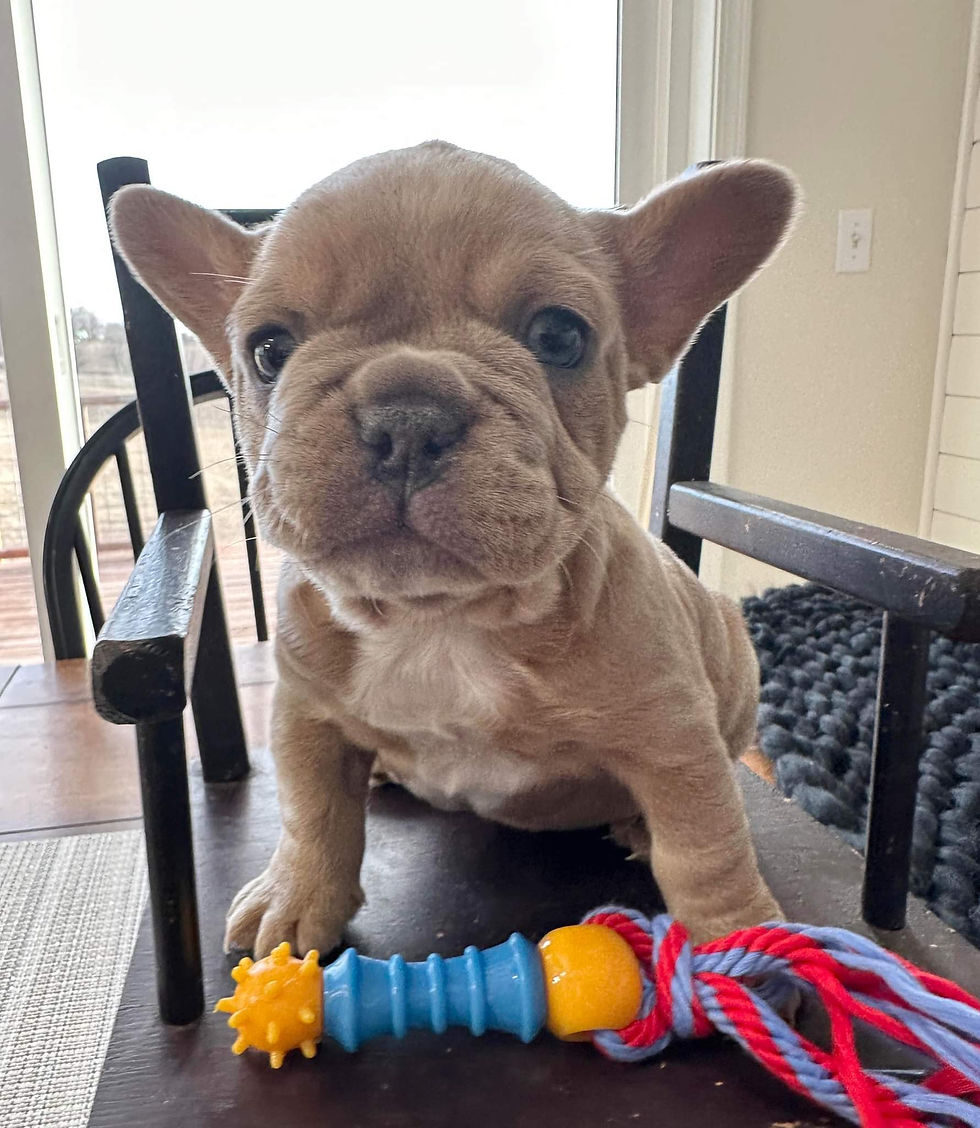 akc_fluffy_carrier_french_bulldog_for_sale