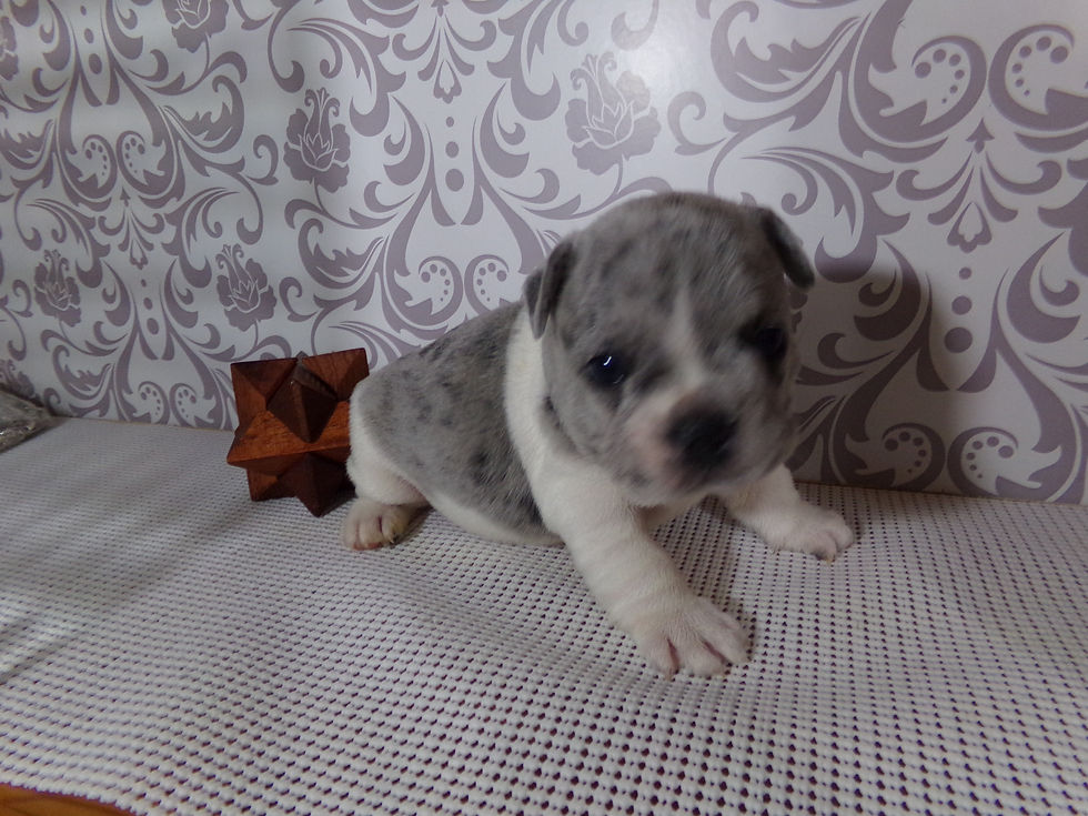 Alvin French bulldog Puppy (13)