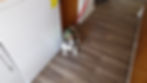 French bulldog for sale Kansas Dottie (4)