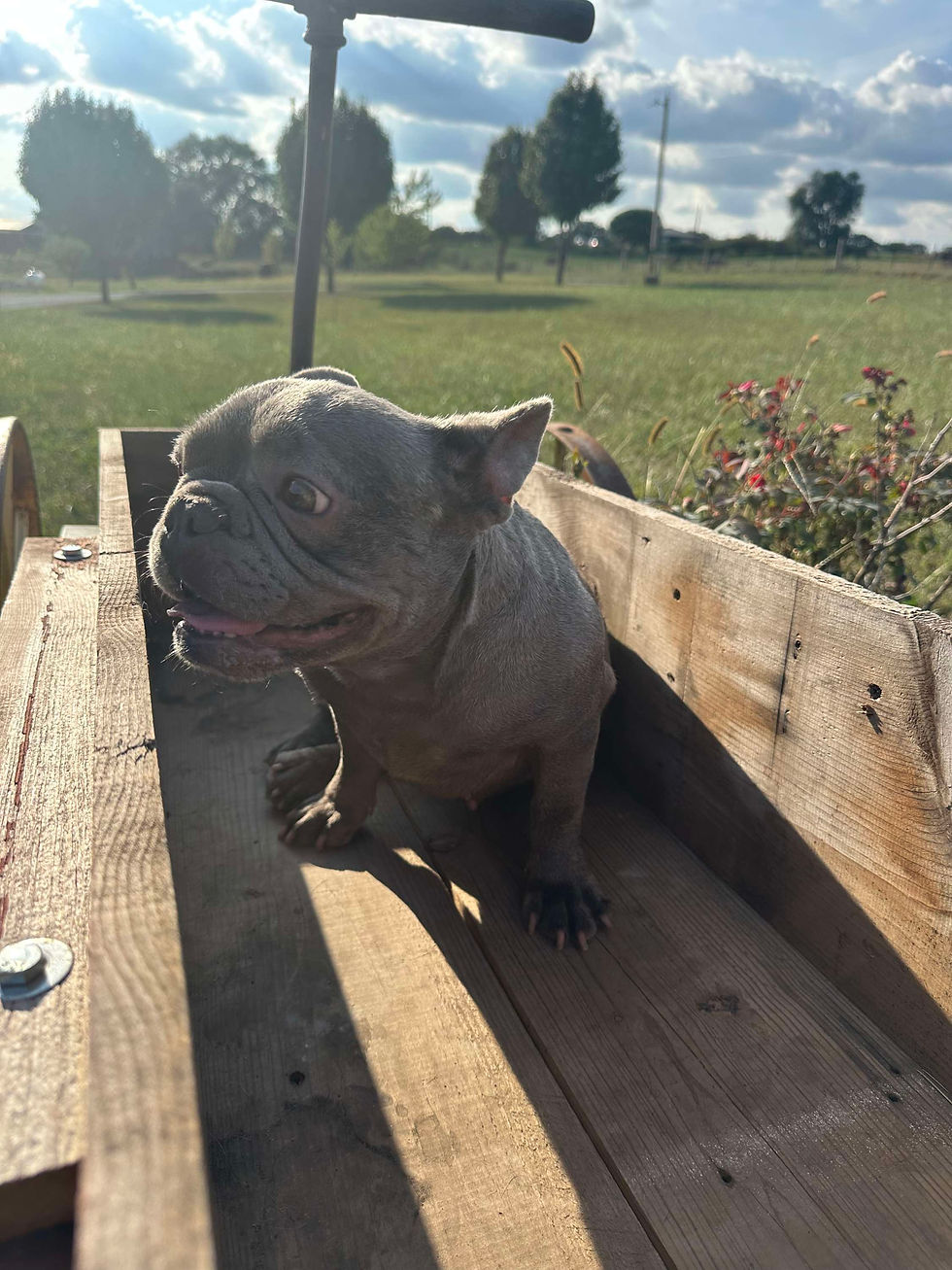 French Bulldog for sale