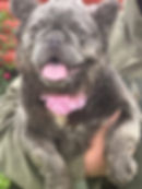 French bulldog Blue Lilac Fluffy 2
