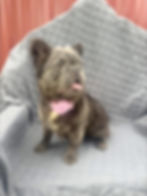 French bulldog Blue Lilac Fluffy 7