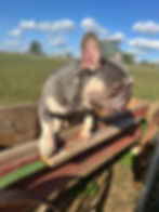 French bulldog for sale