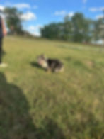French Bulldog For sale