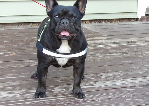 for sale french bulldog puppy abby (25).JPG