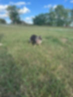 French Bulldog For sale