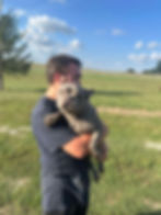 French Bulldog For sale