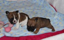 gaugerslittlebullies-french-bulldog-logo