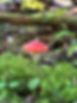 IMG_5799.jpeg