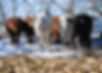 weber-charolais-red-angus.jpg