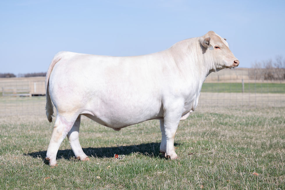 JBARW KILL SHOT 4301