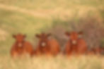 red-angus-cows.JPG