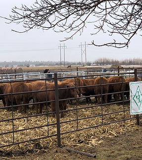 weber-charolais-and-red-angus-sale-archives.jpeg