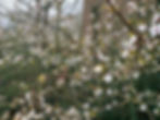 IMG_4248.jpeg