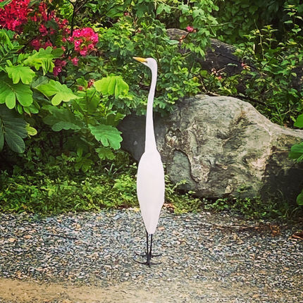 Great egret in St. Thomas