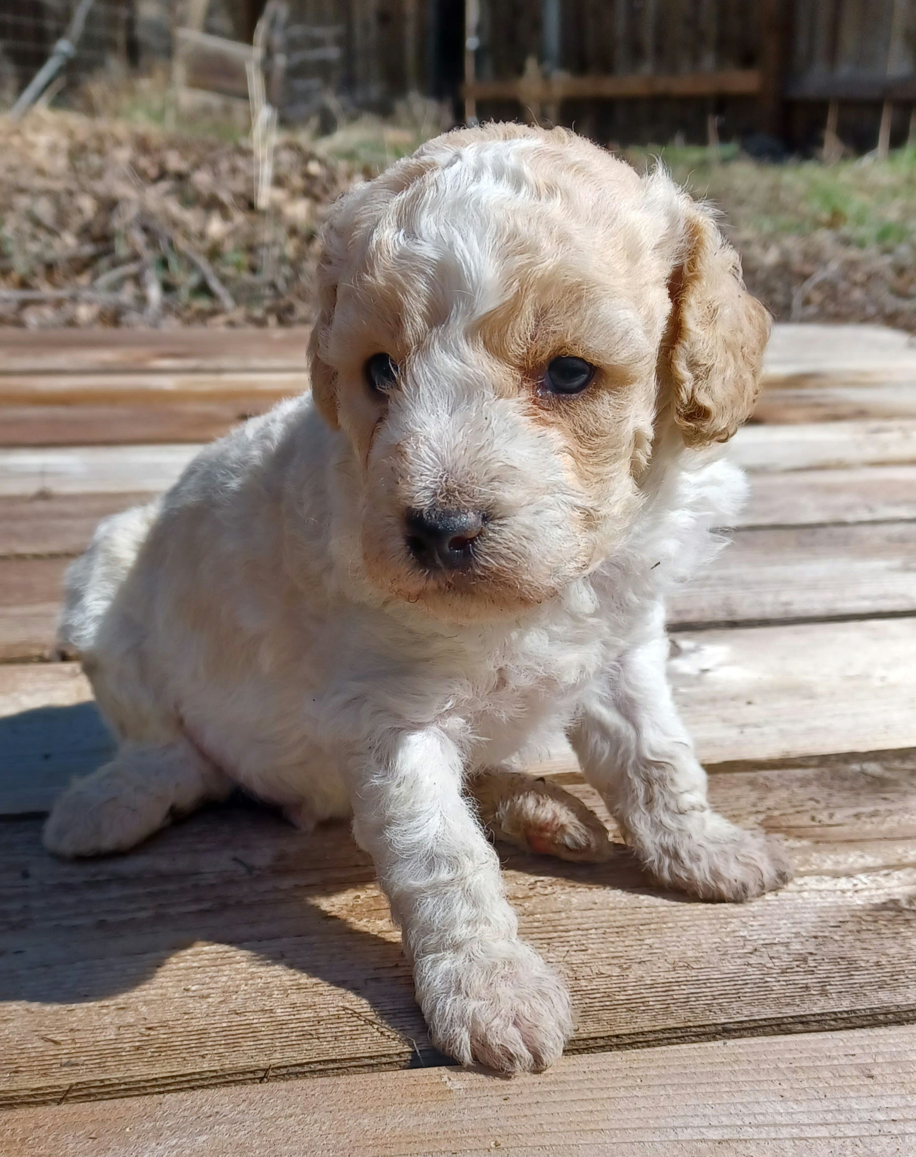 *SOLD* Purebred miniature poodles