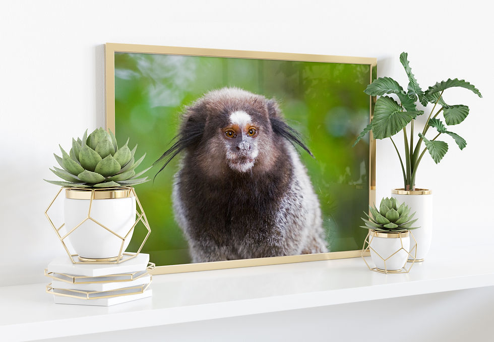 Miniature : Callithrix Penicillata