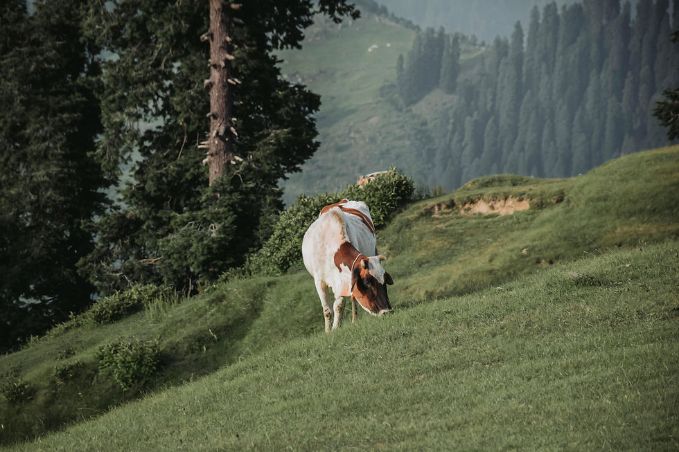 Unlock Radiant Skin: Discover the Hidden Benefits of Tallow with My True Bella