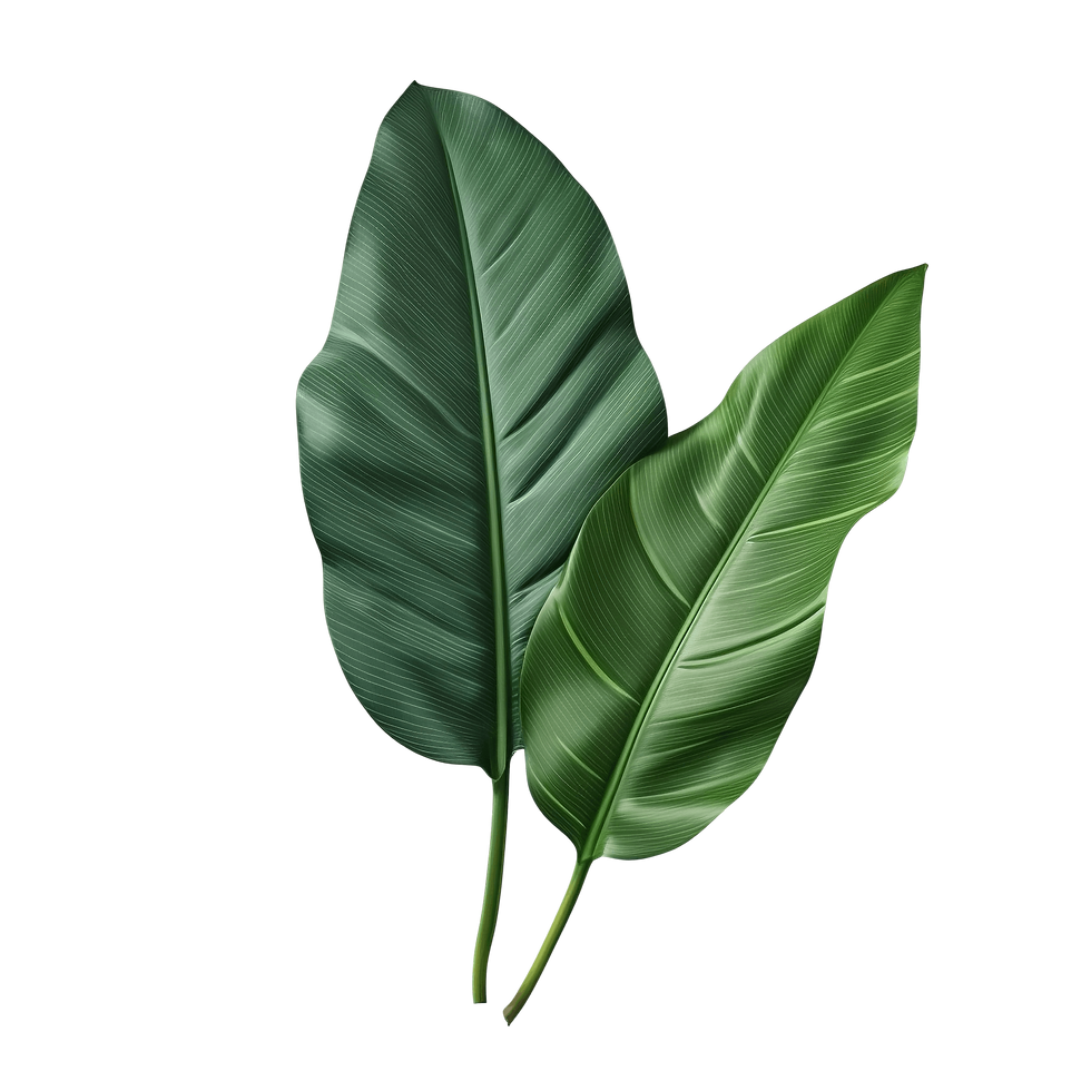 ist32 (1).png