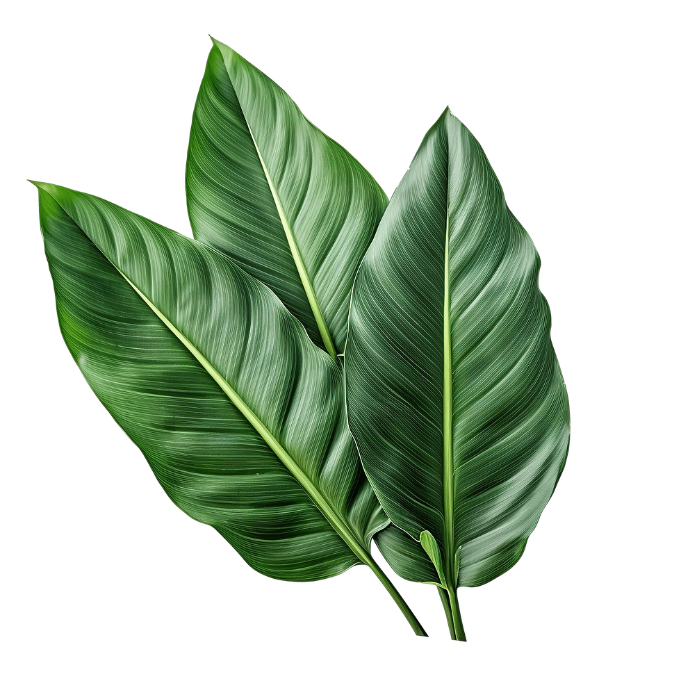 ist33 (1).png