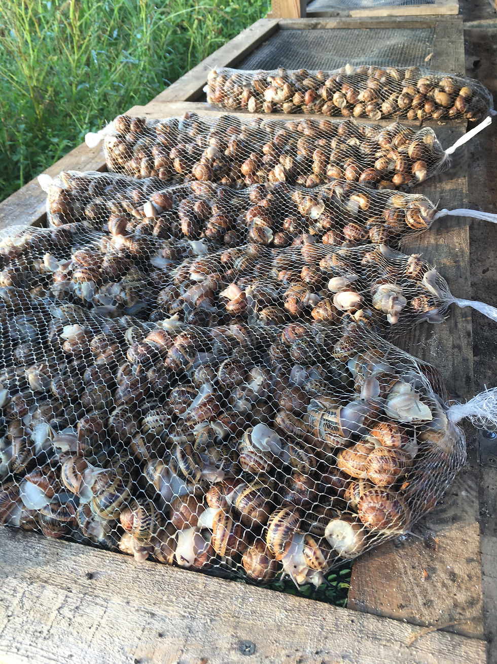 Продаж маточного поголів'я (1)