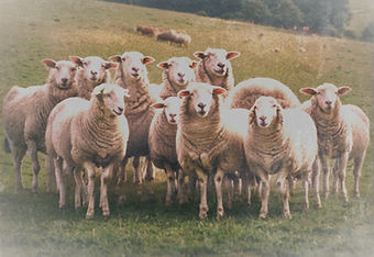 SHEEP HERD IN PASTURE_edited_edited_edit