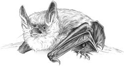 Myotis nattereri (Kuhl, 1817)