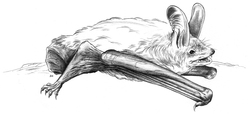 Myotis myotis (Borkhausen, 1797)