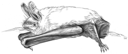 Myotis mystacinus (Kuhl, 1817)