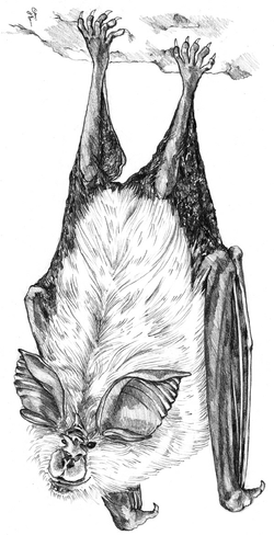 Rhinolophus euryale Blasius, 1853