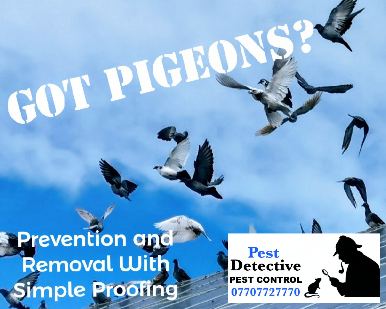 Pest Detective, Pest Control Louth, Lincolnshire,