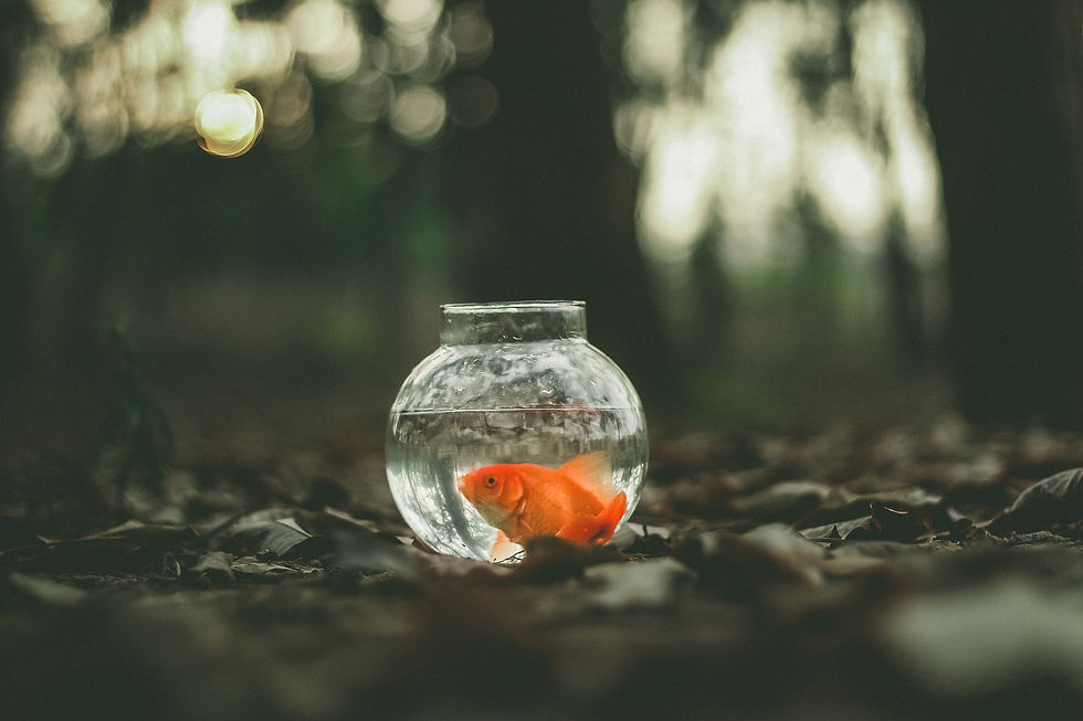 Photo by Ahmed zayan on Unsplash