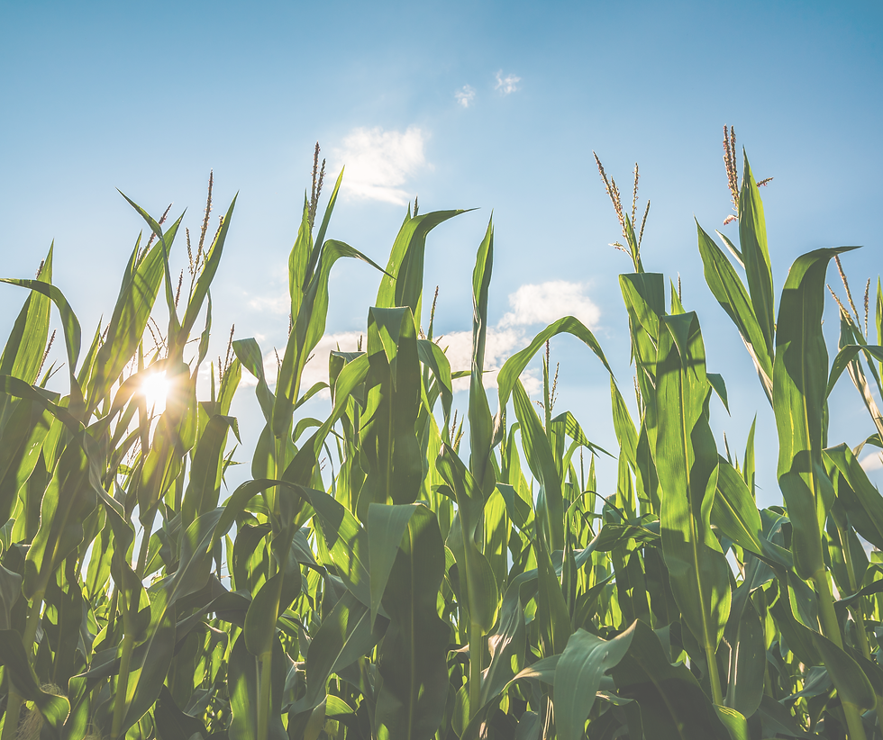 14th Annual Southern Region Soil Health Workshop