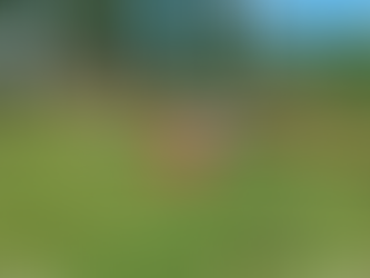 Avião de pequeno porte cai no RS e vítimas são resgatadas.